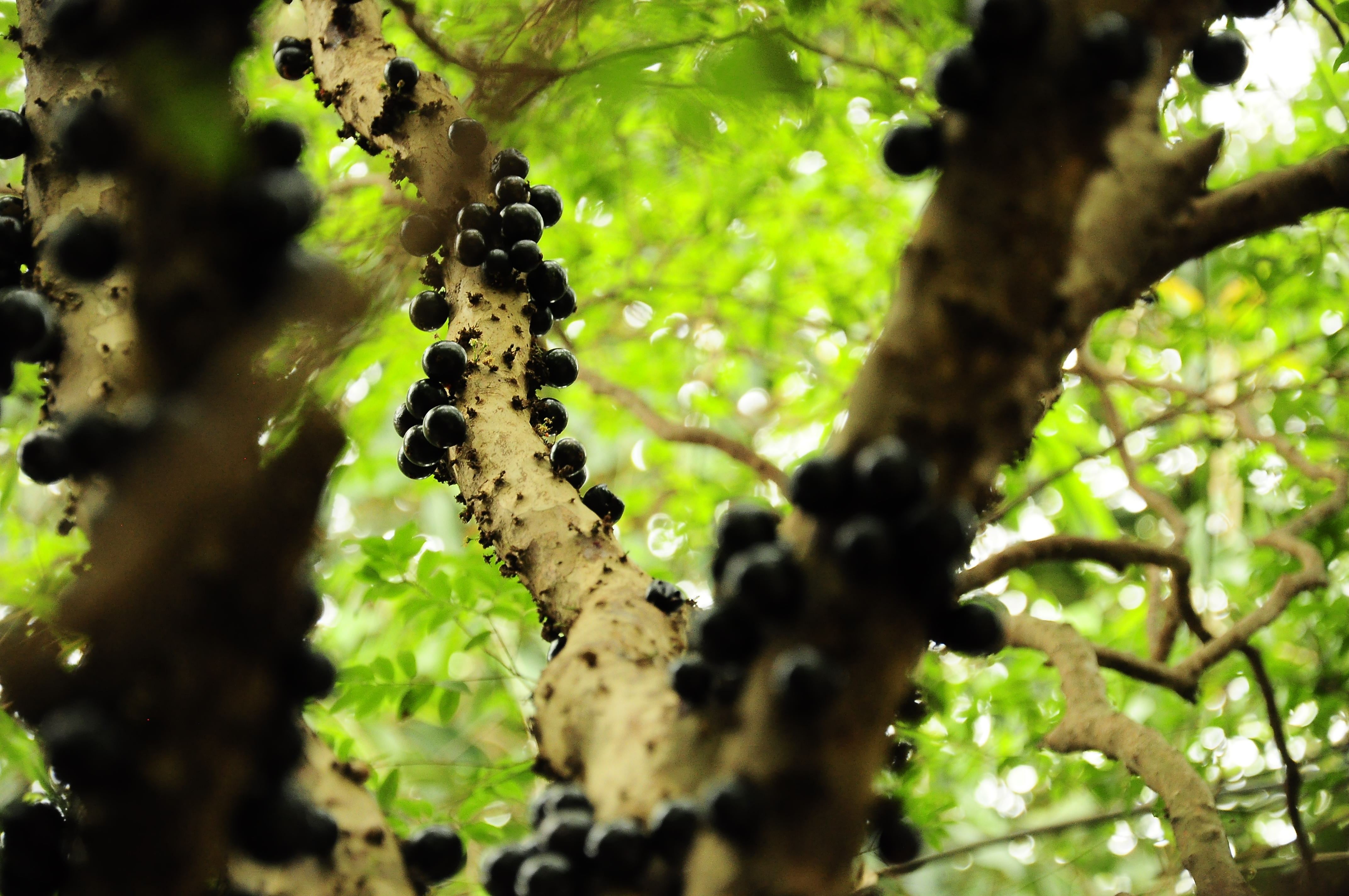 Natureza e Harmonia